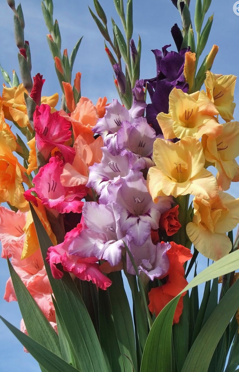 Gladioli Bunch