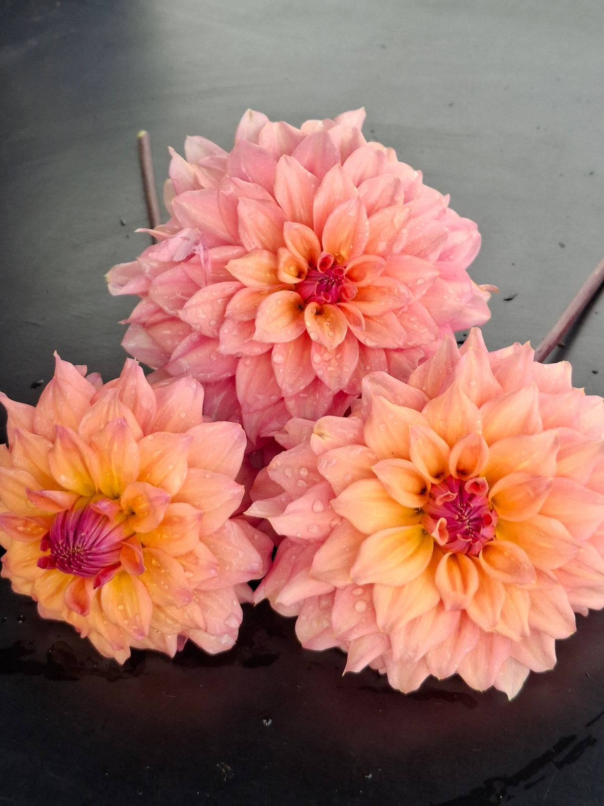 African Peach