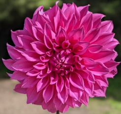 Candy Pink - The Paddock Lal Lal