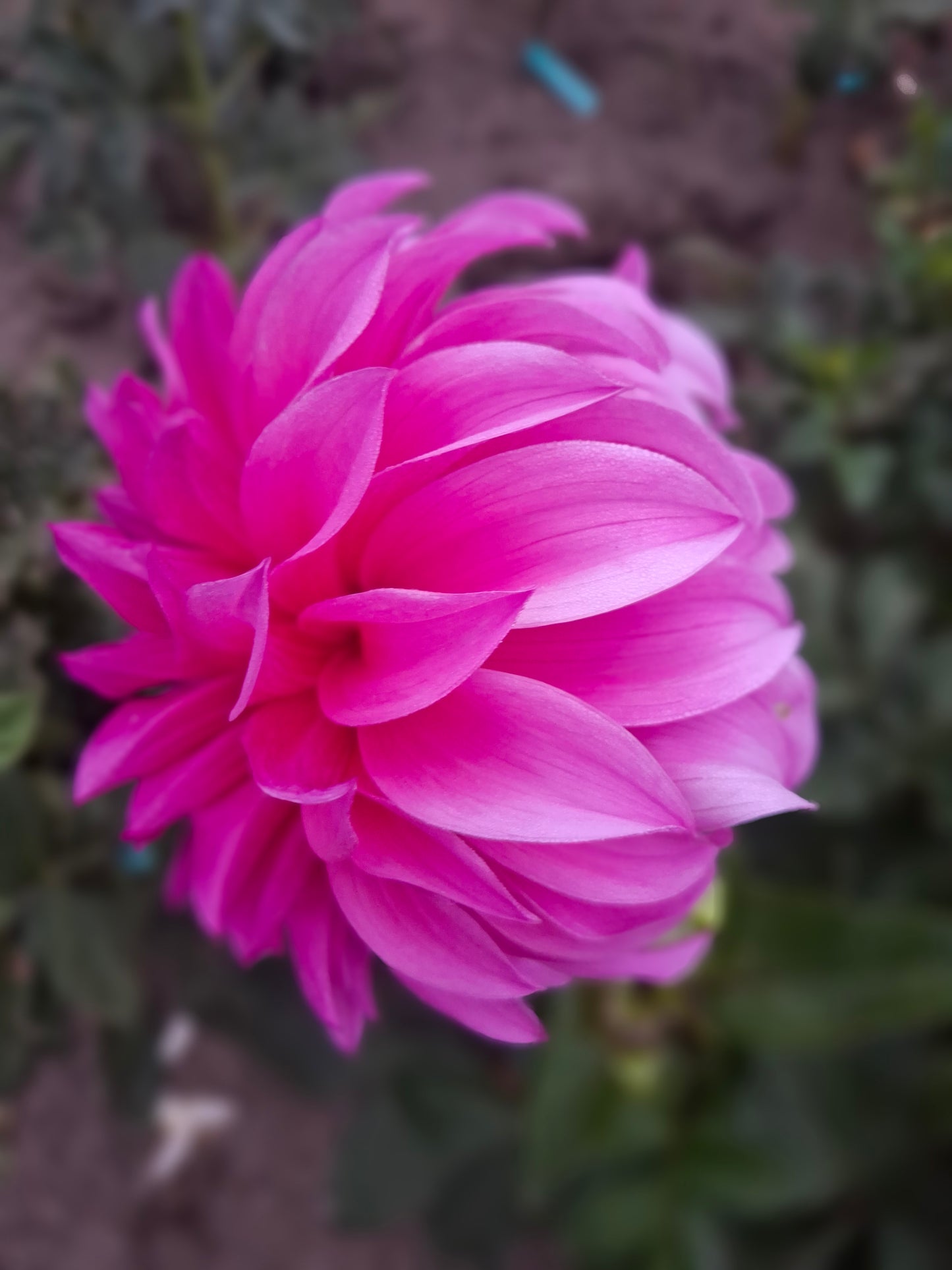 Candy Pink - The Paddock Lal Lal