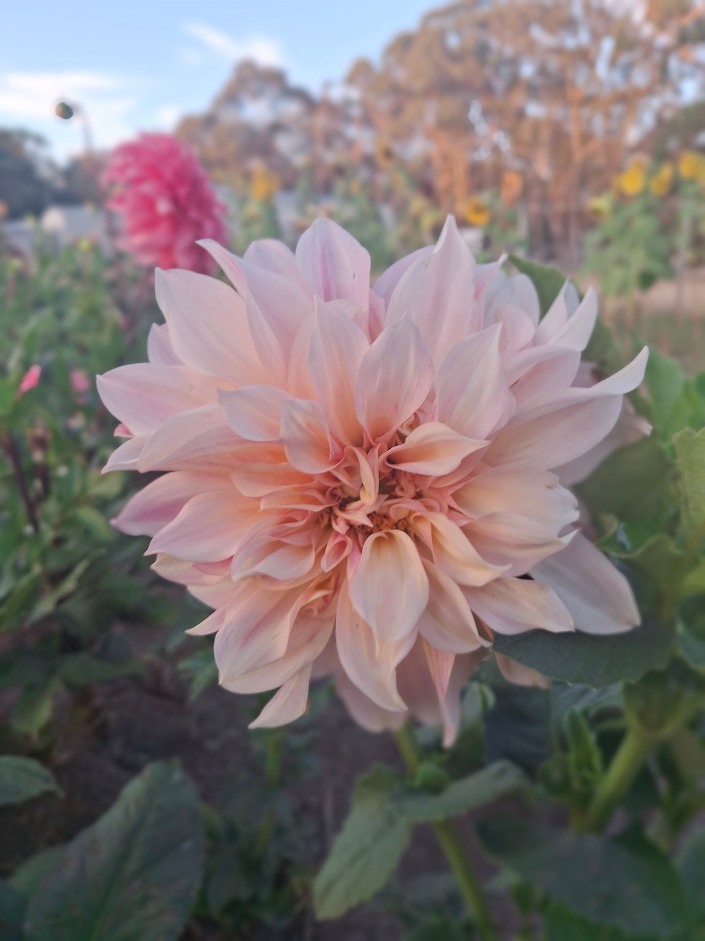 Cerise Rosebud - The Paddock Lal Lal