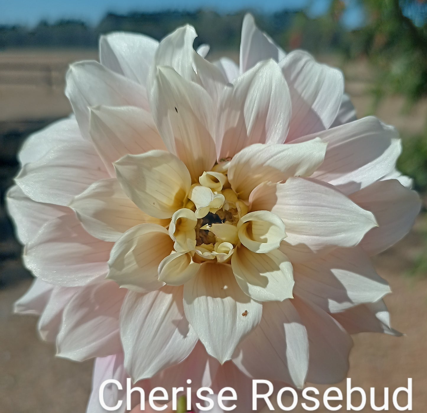 Cerise Rosebud - The Paddock Lal Lal