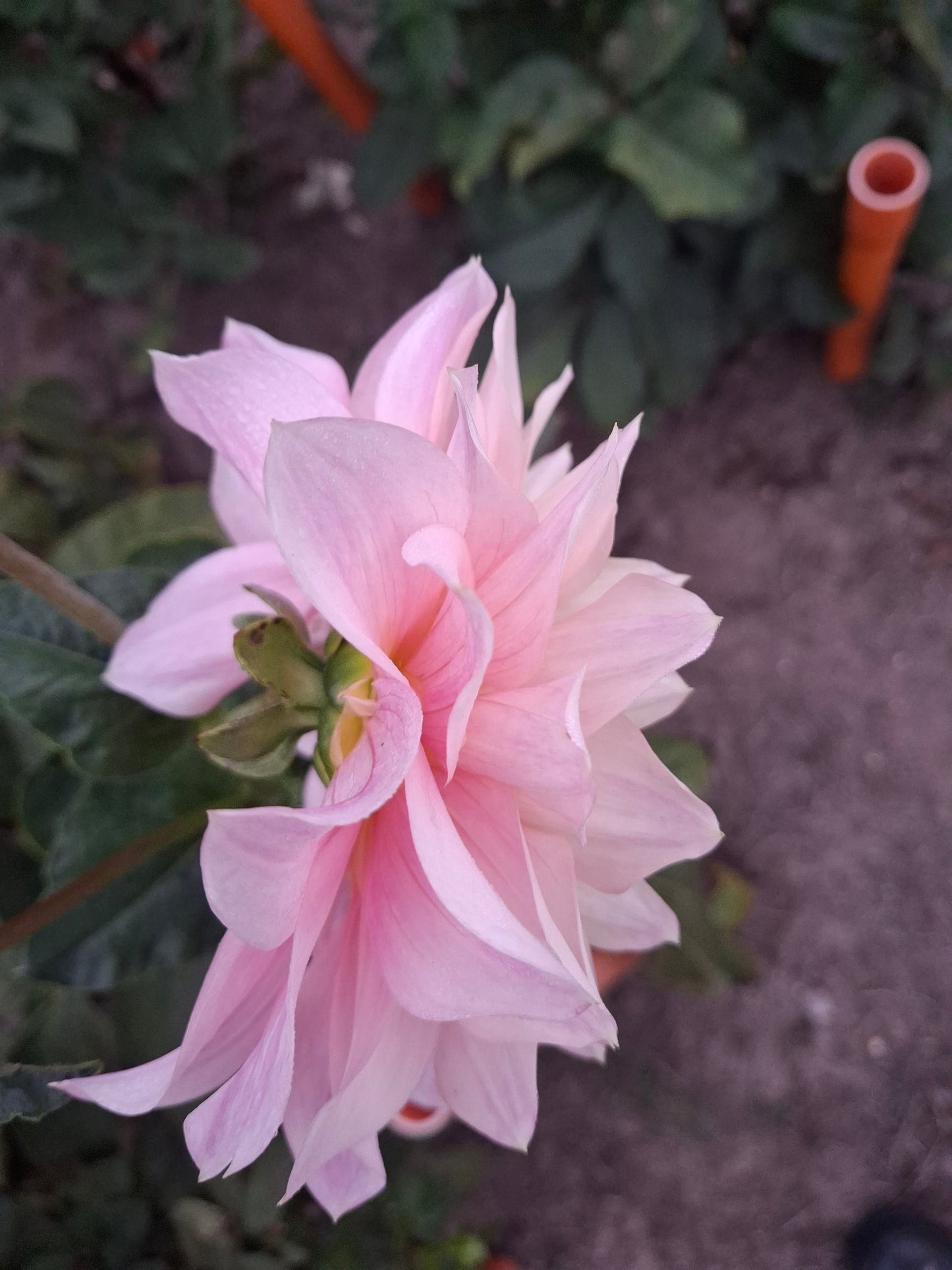 Cerise Rosebud - The Paddock Lal Lal