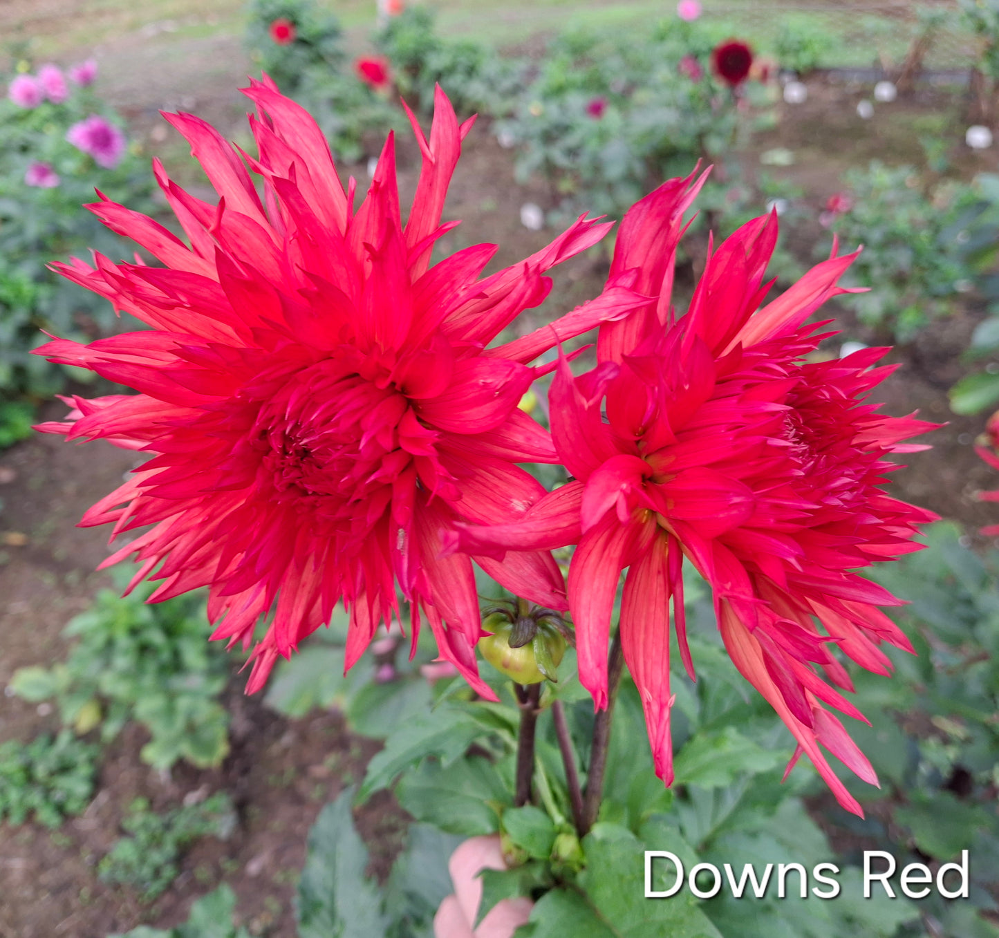 Downs Red Clumps - The Paddock Lal Lal