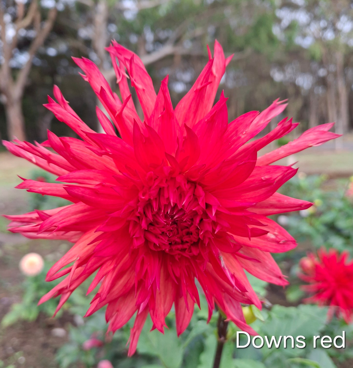 Downs Red Clumps - The Paddock Lal Lal