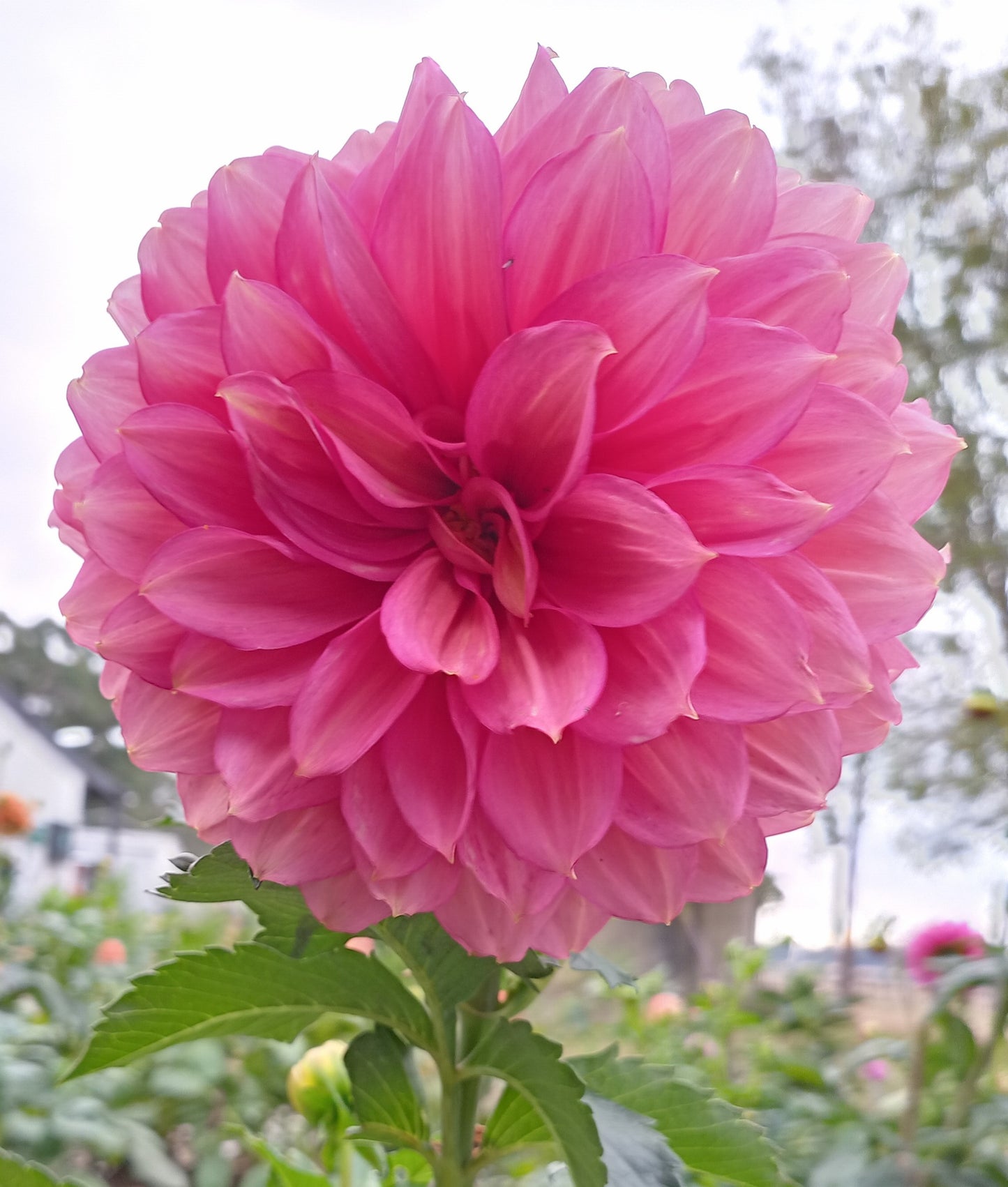 Florelie Guava - The Paddock Lal Lal