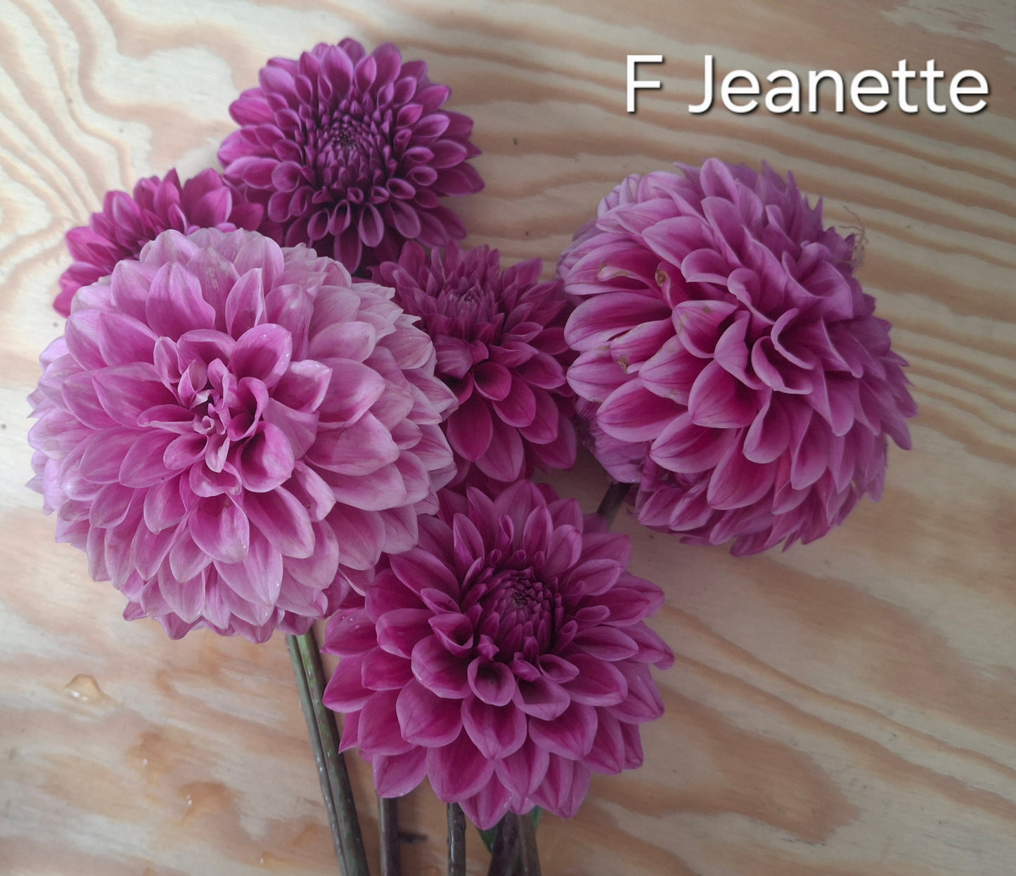 Florelie Jeanette Clamps - The Paddock Lal Lal