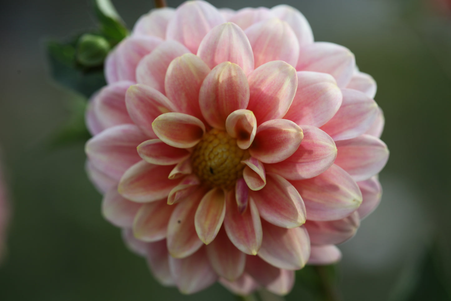 Florelie Strawberry Shortcake Clumps - The Paddock Lal Lal