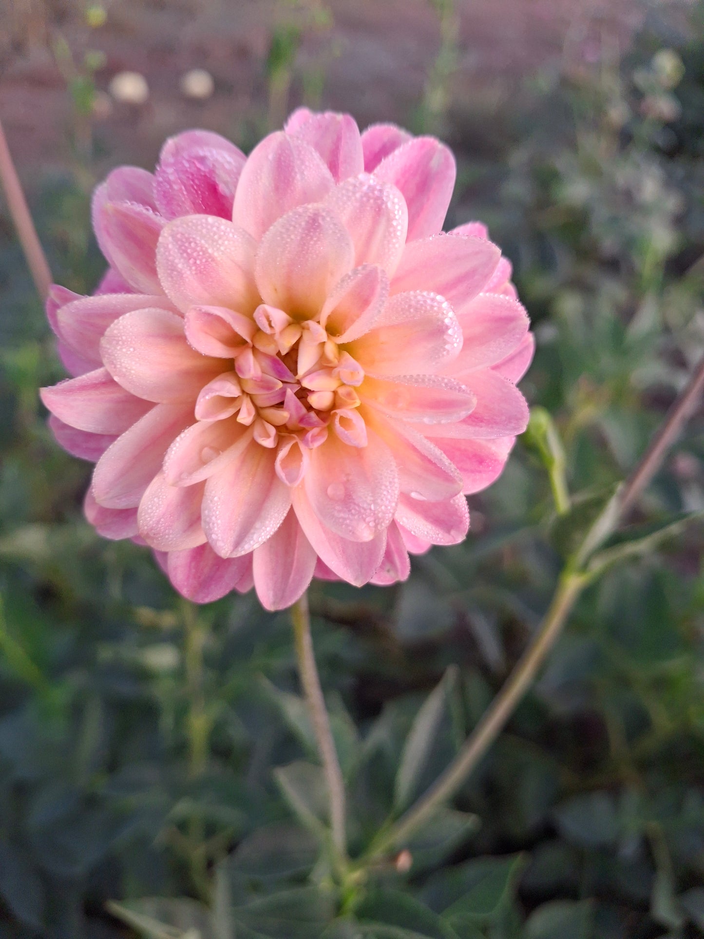 Florelie Strawberry Shortcake Clumps - The Paddock Lal Lal