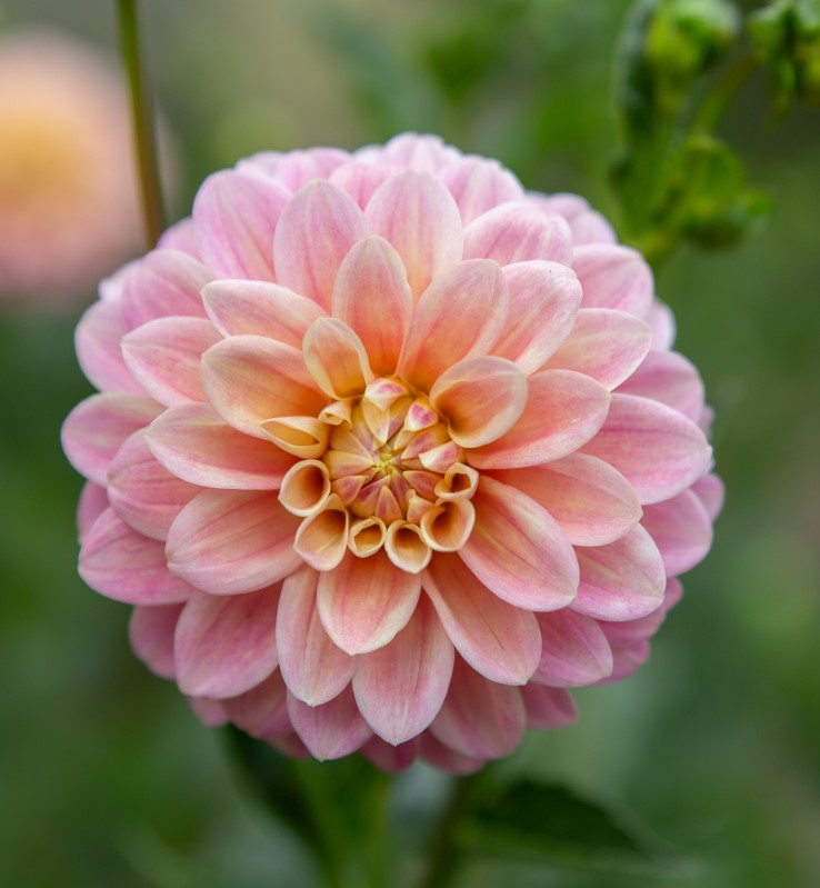 Florelie Strawberry Shortcake Clumps - The Paddock Lal Lal