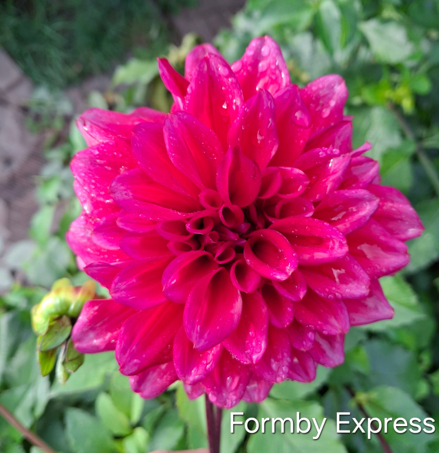 Formby Empress Clumps - The Paddock Lal Lal