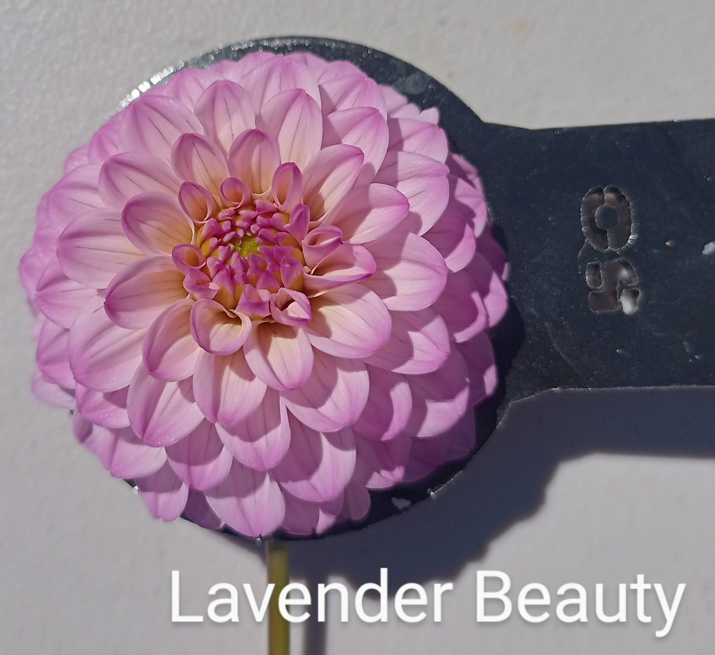 Lavender Beauty - The Paddock Lal Lal