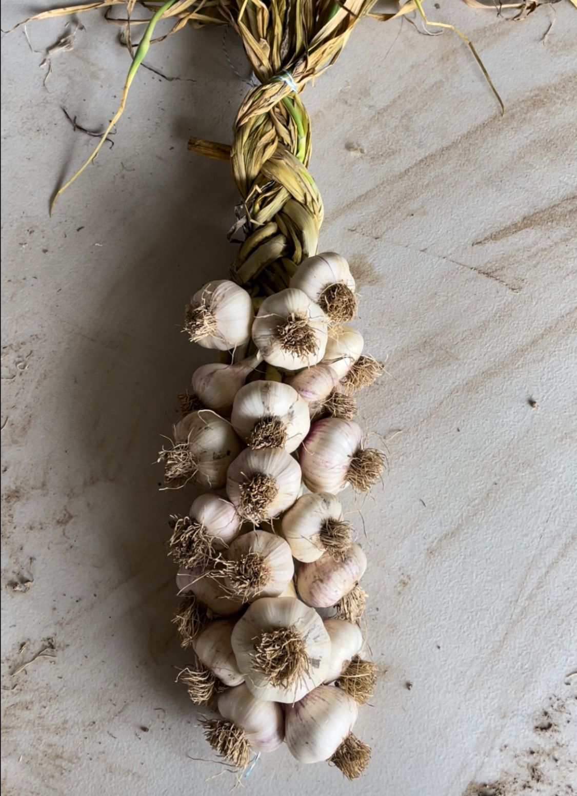 Garlic Braids - The Paddock Lal Lal