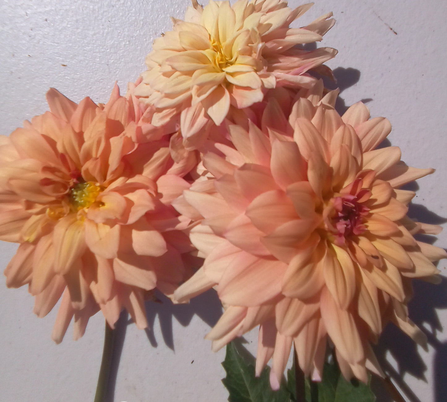 African Peach Clump - The Paddock Lal Lal