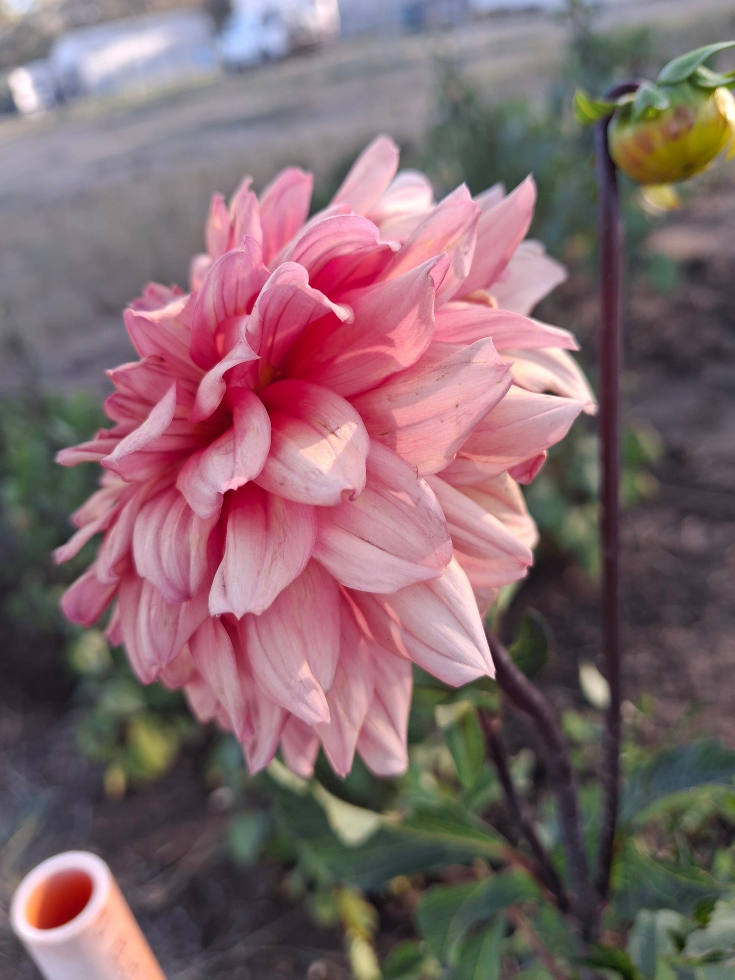 African Peach Clump - The Paddock Lal Lal