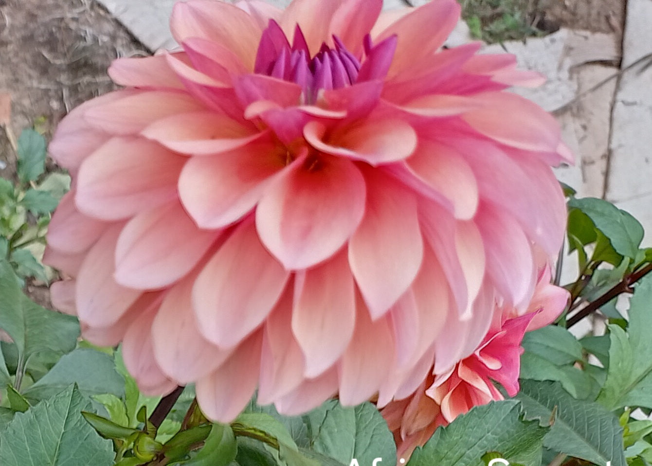 African Sunset Clump - The Paddock Lal Lal