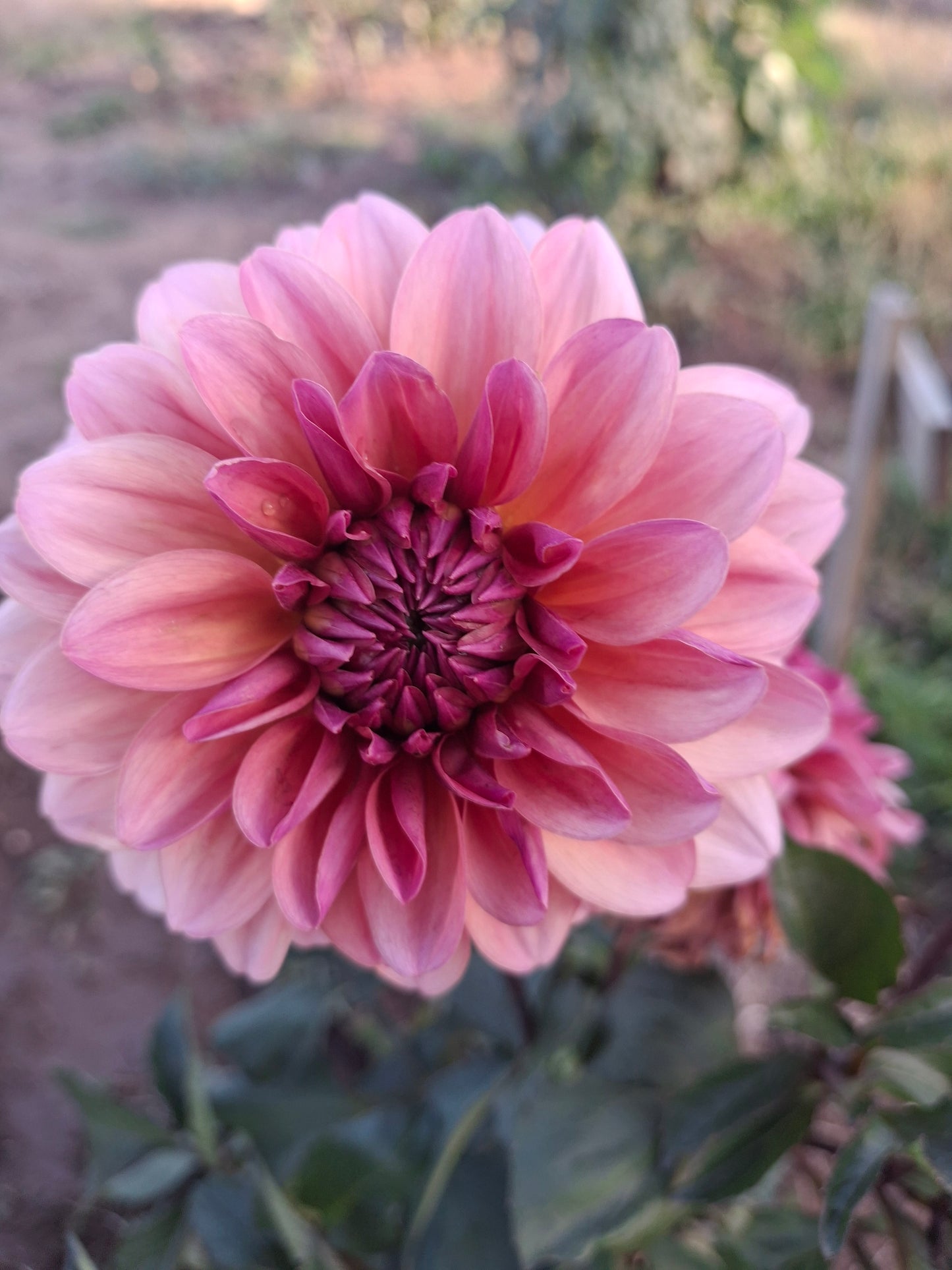 African Sunset Clump - The Paddock Lal Lal