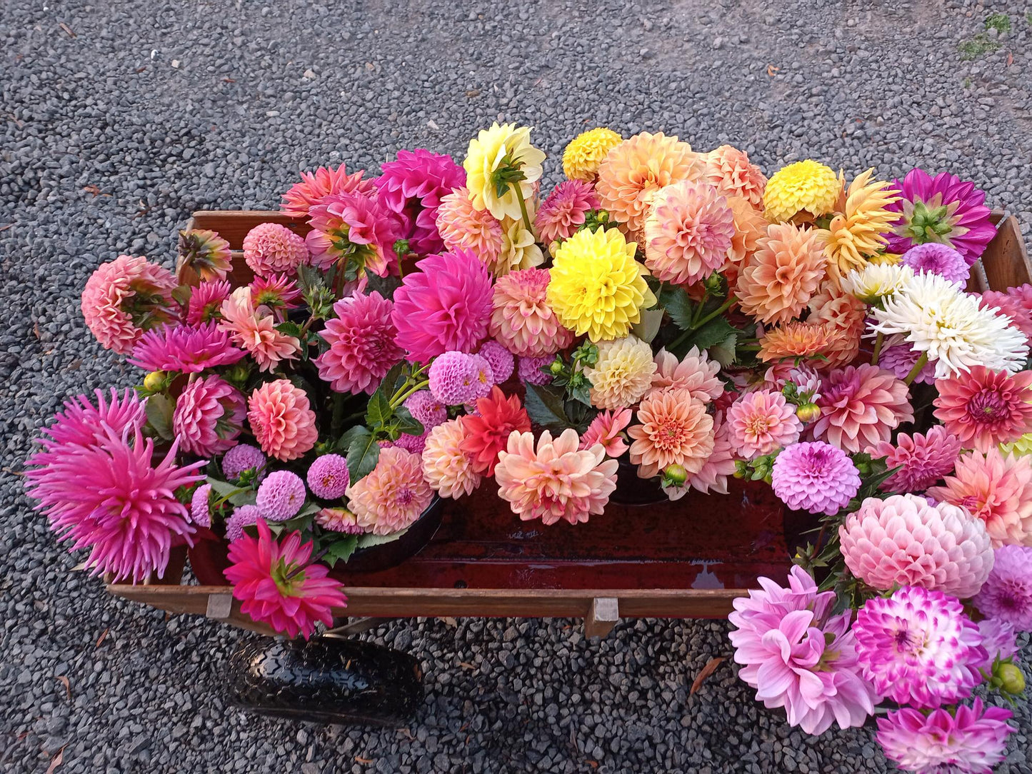DIY Dahlia Buckets for Weddings and Events Pre-order for 24 January - 1 April 2025