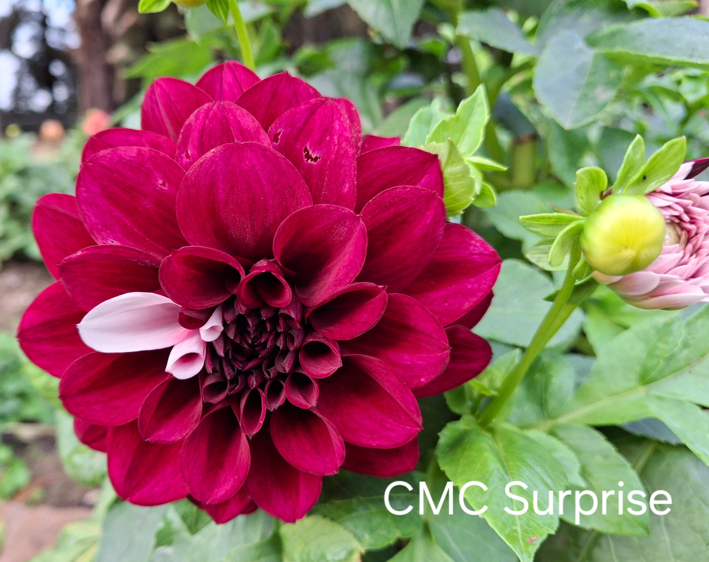 CMC Surprise - The Paddock Lal Lal