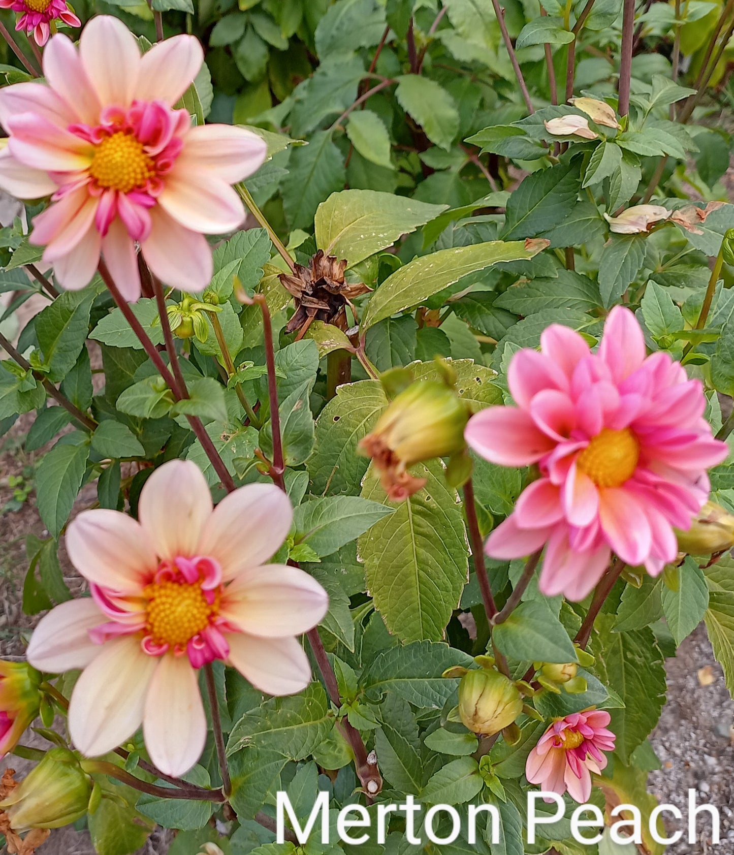 Merton's Peach Clumps - The Paddock Lal Lal