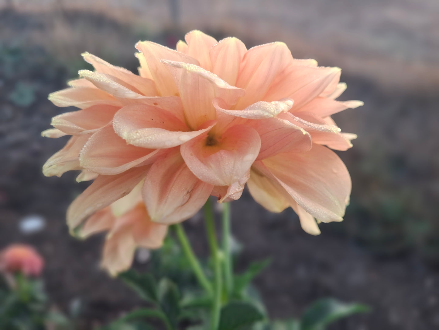 Pale Orange - The Paddock Lal Lal
