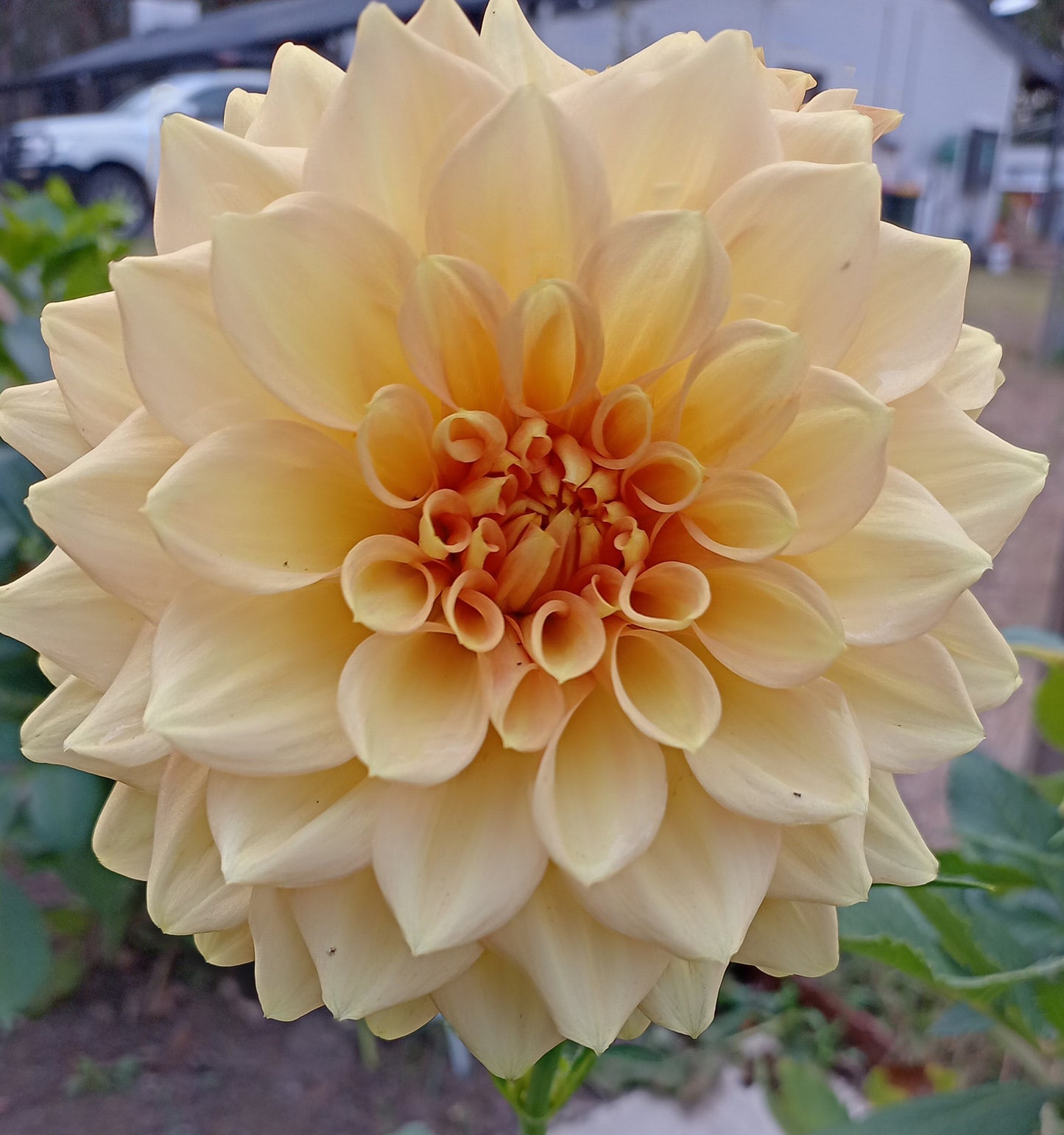 Pale Orange - The Paddock Lal Lal