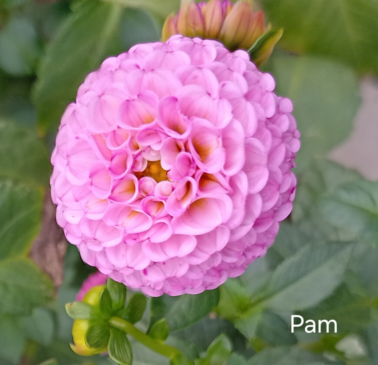 Pam - The Paddock Lal Lal