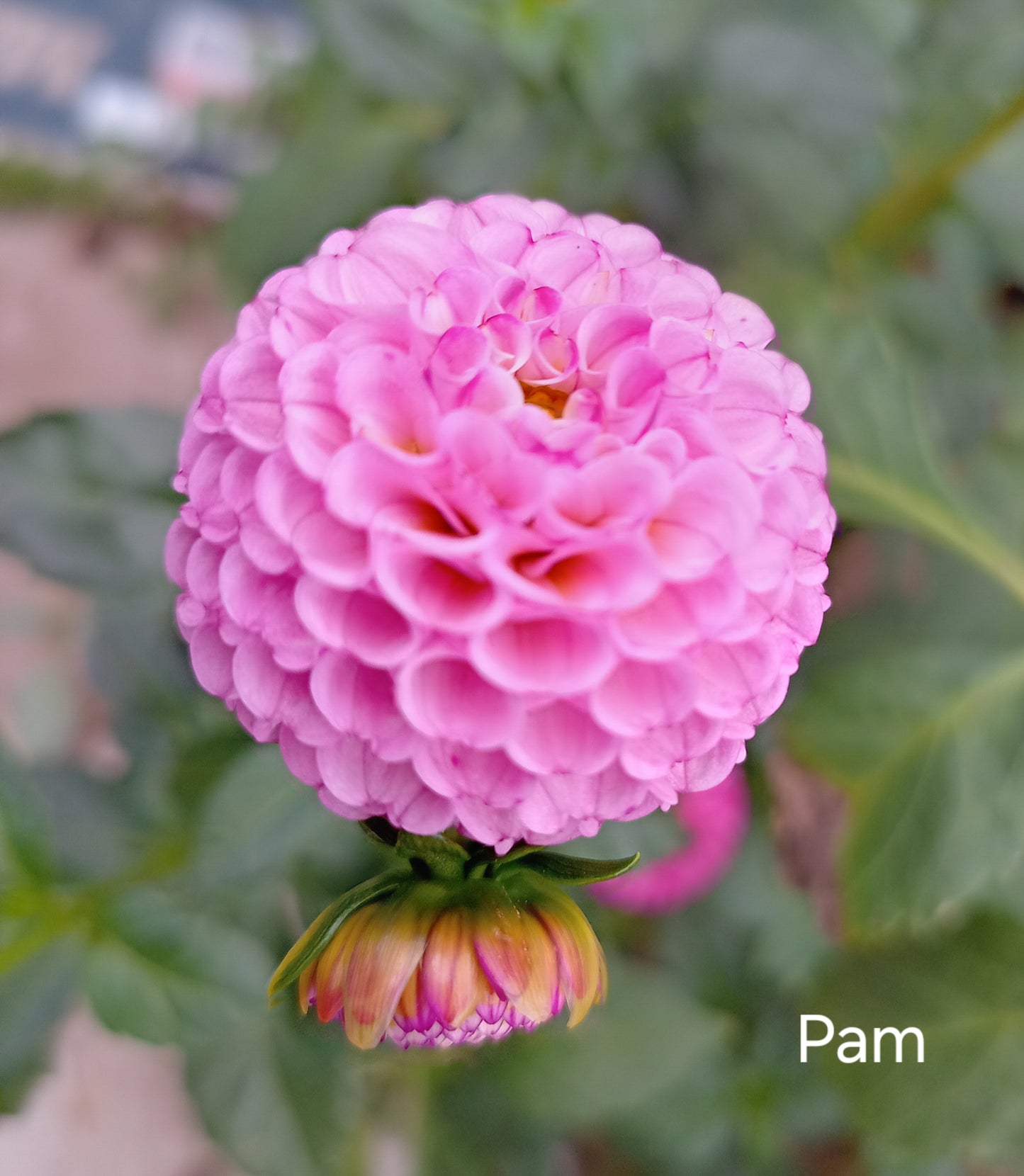 Pam - The Paddock Lal Lal