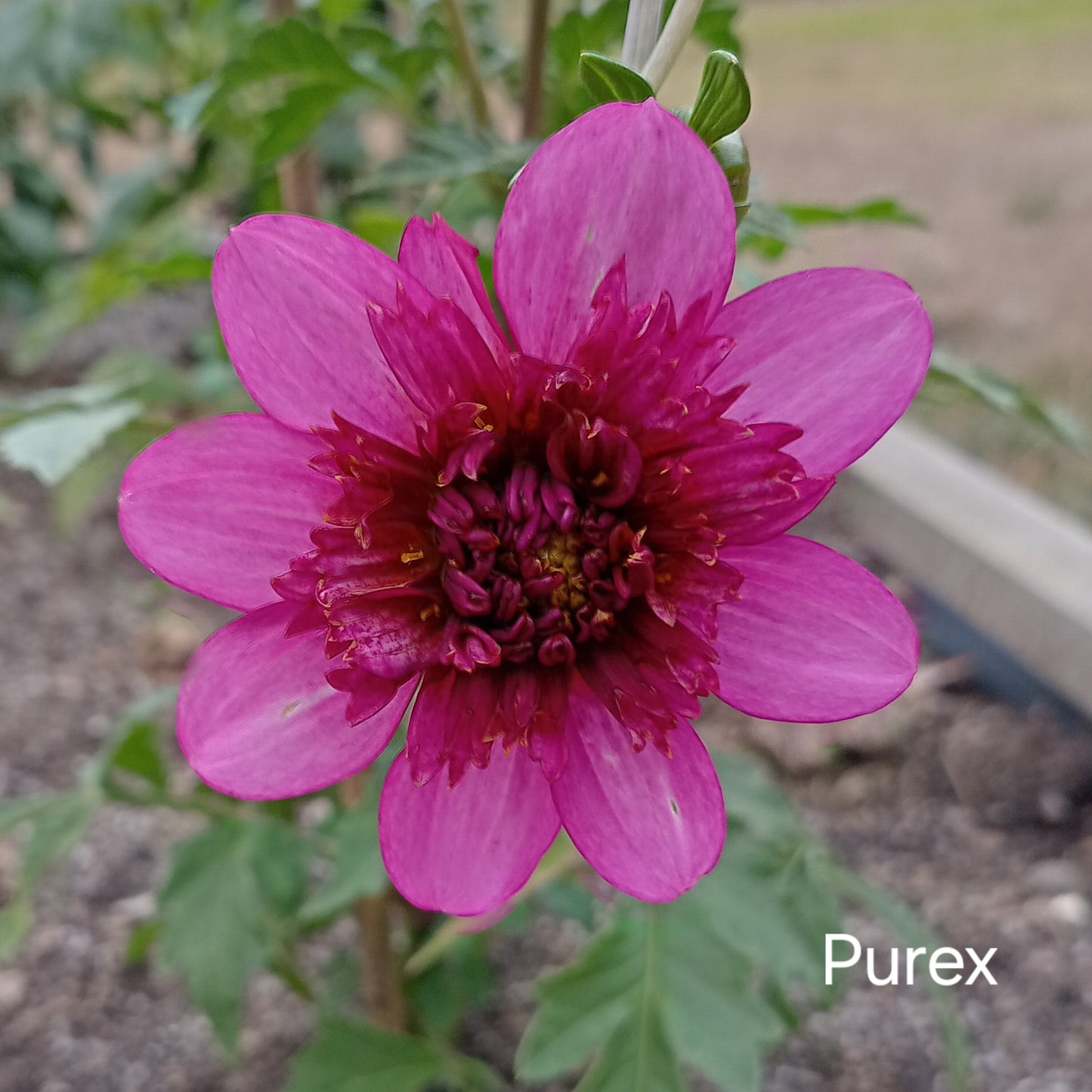 Purex - The Paddock Lal Lal