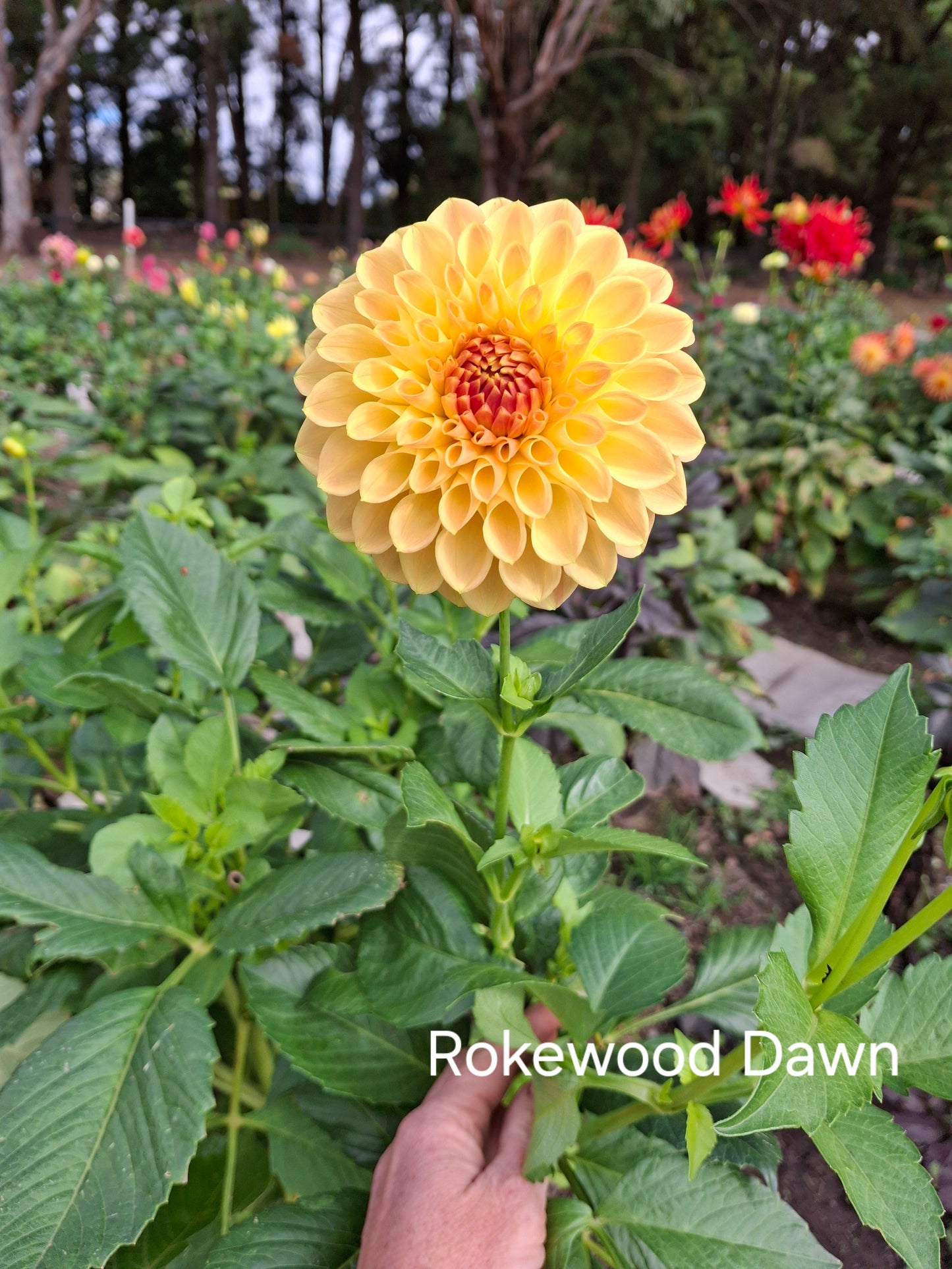 Rokewood Dawn - The Paddock Lal Lal