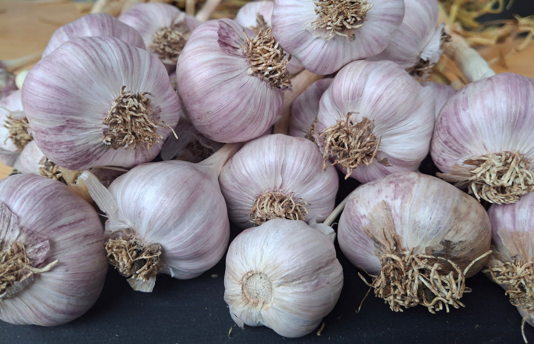 Growing Garlic