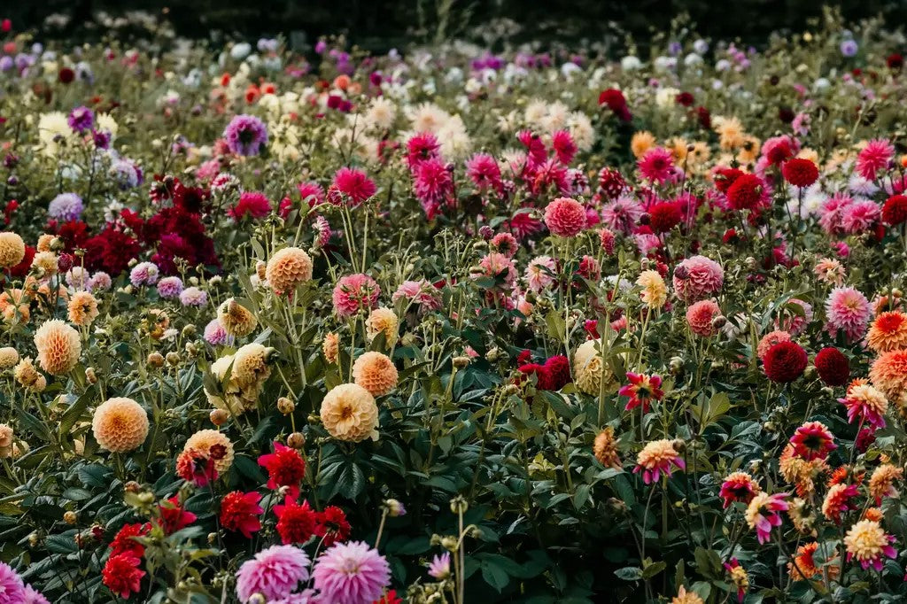 Growing Dahlias