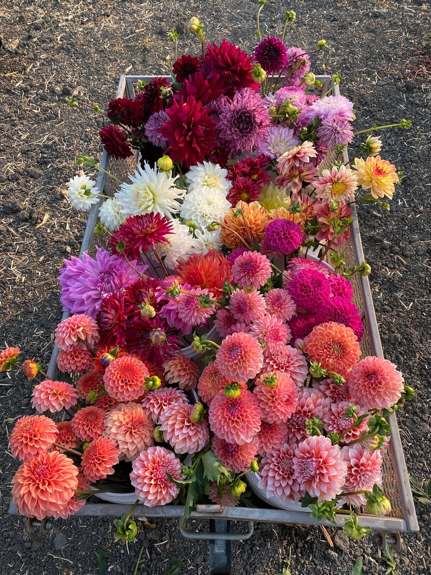 Dahlia Tubers