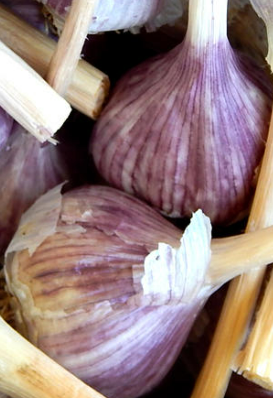 Garlic