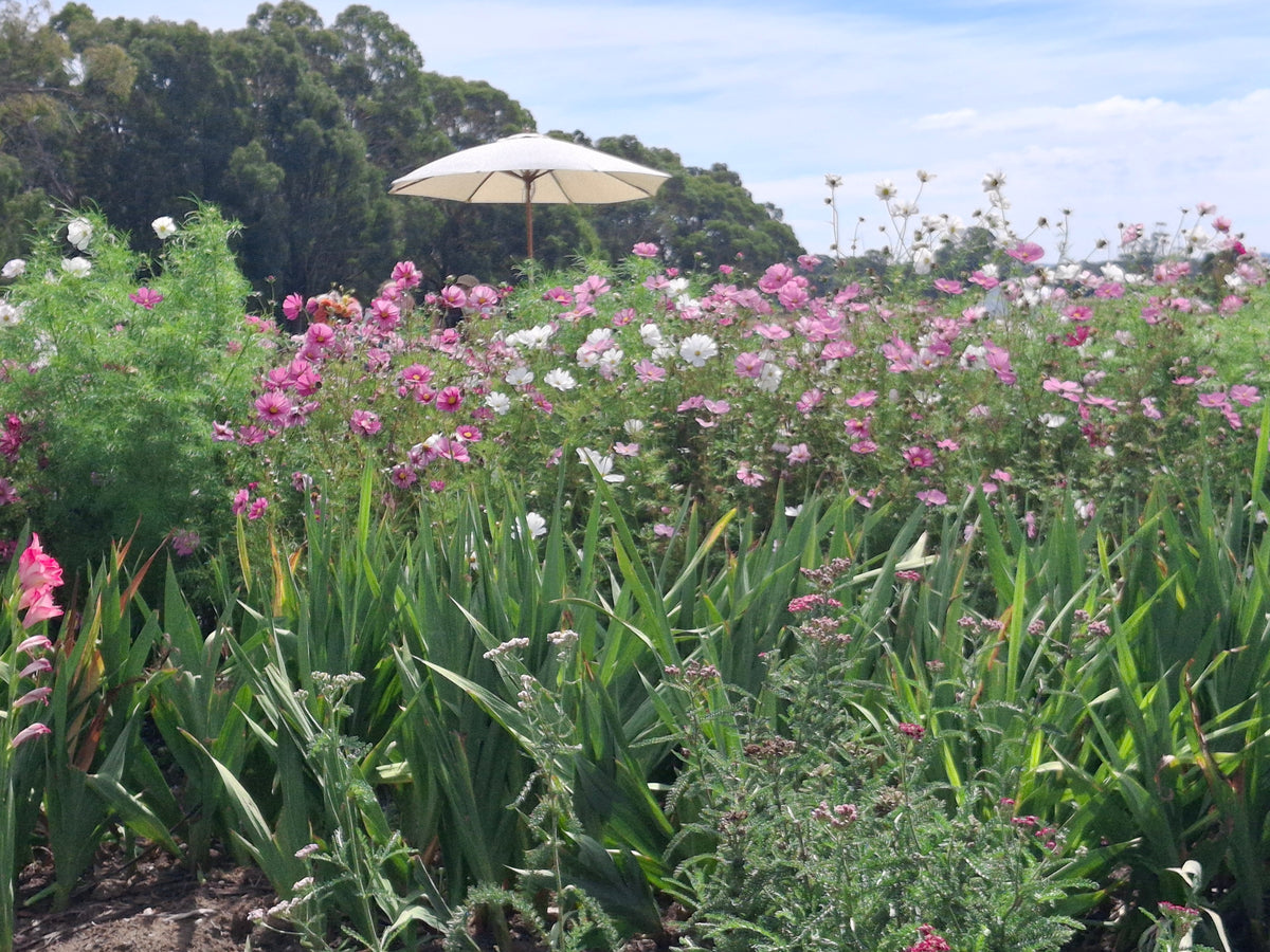 Valentine’s Romantic PYO Flowers & Picnic