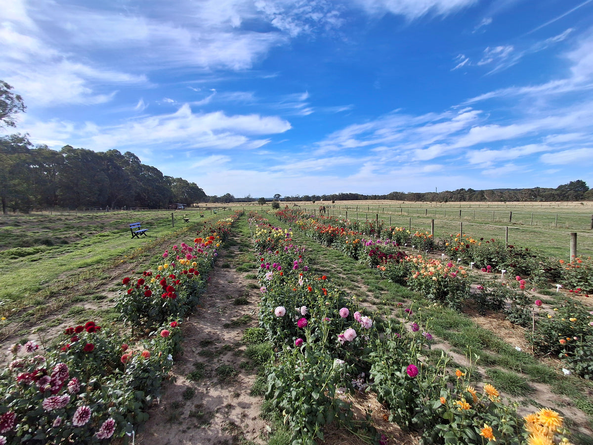 Valentine’s Romantic PYO Flowers & Picnic
