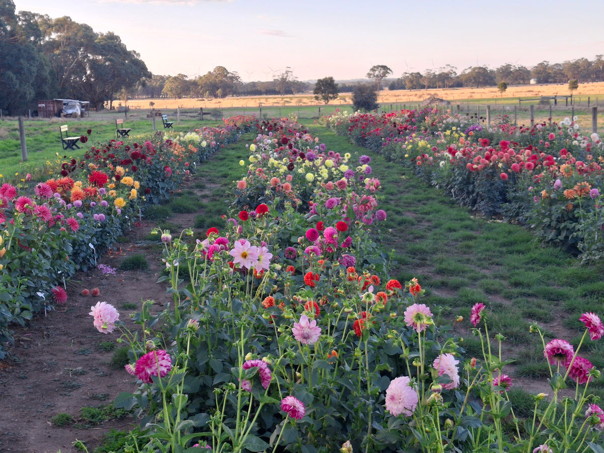 Friday Flower Therapy