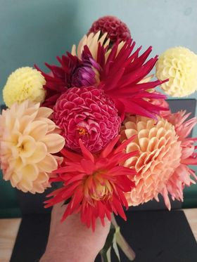 Dahlia Bunches