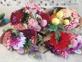 Dahlia Bunches