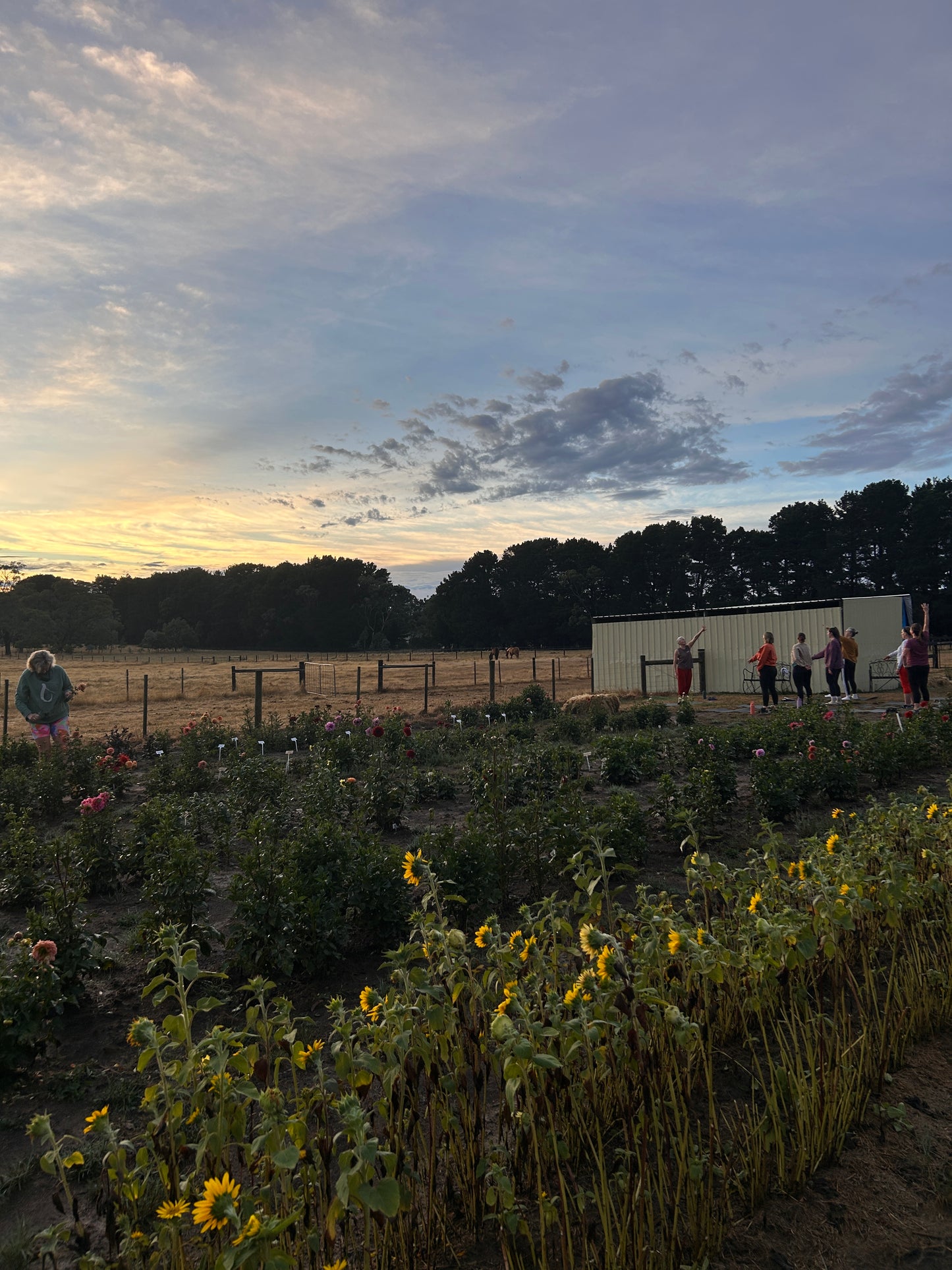 Sunrise Yoga in the Flower Patch