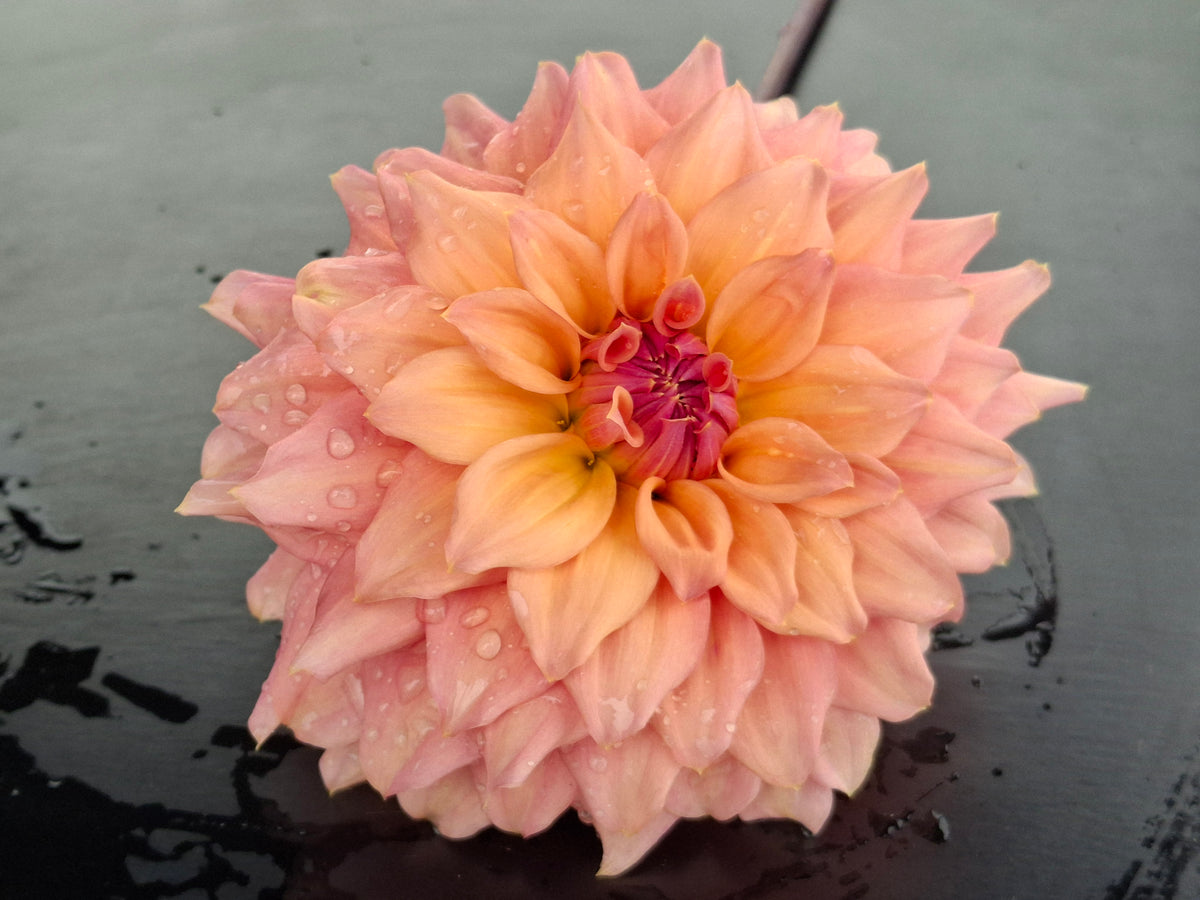 African Peach