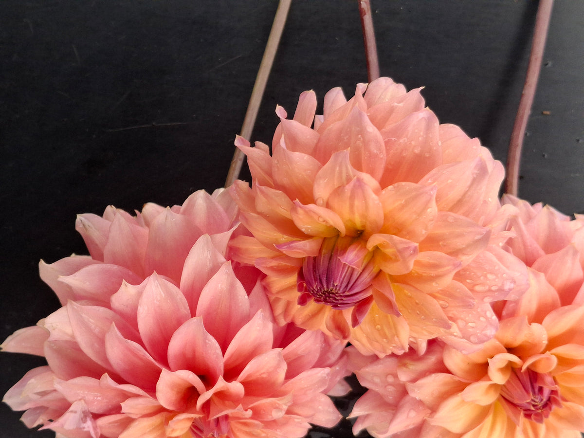 African Peach