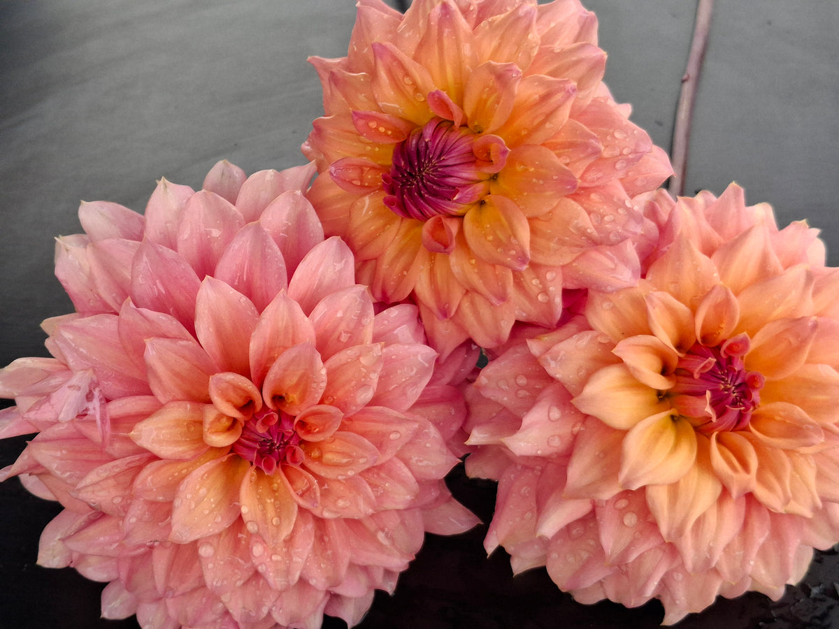 Three blooming dahlia flowers in shades of pink and peach with yellow-orange centers and water droplets, photographed close up against a dark gray background.