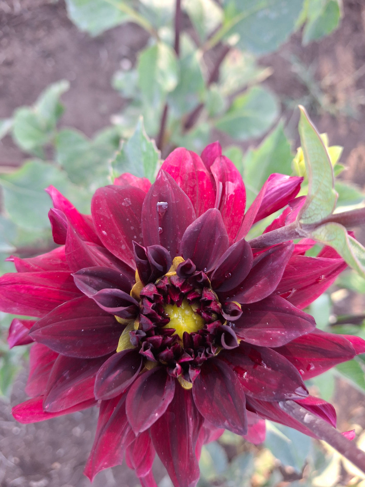 Black Embers
