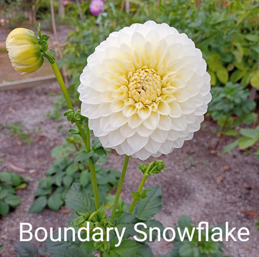 Boundary Snowflake