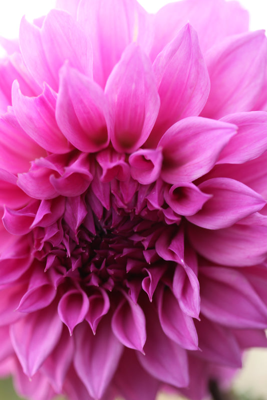 Candy Pink - The Paddock Lal Lal