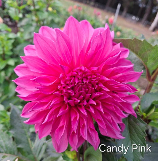 Candy Pink