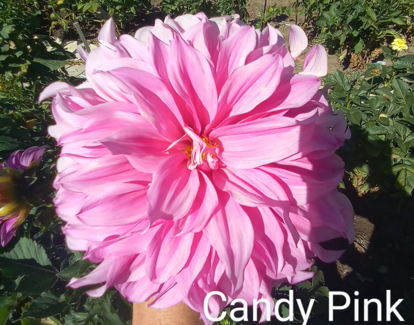 Candy Pink