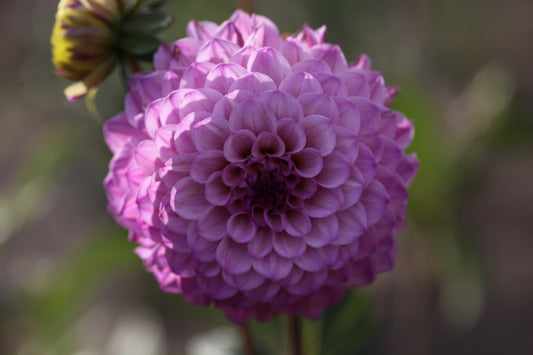 Lavender Beauty - The Paddock Lal Lal