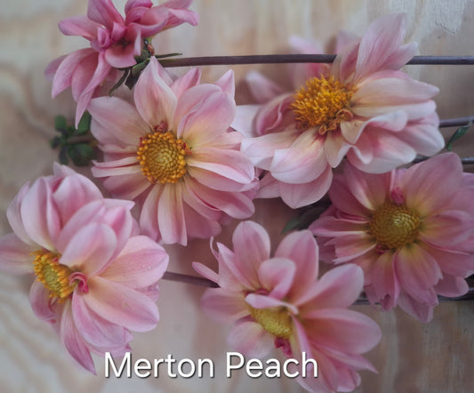 Merton's Peach Clumps - The Paddock Lal Lal